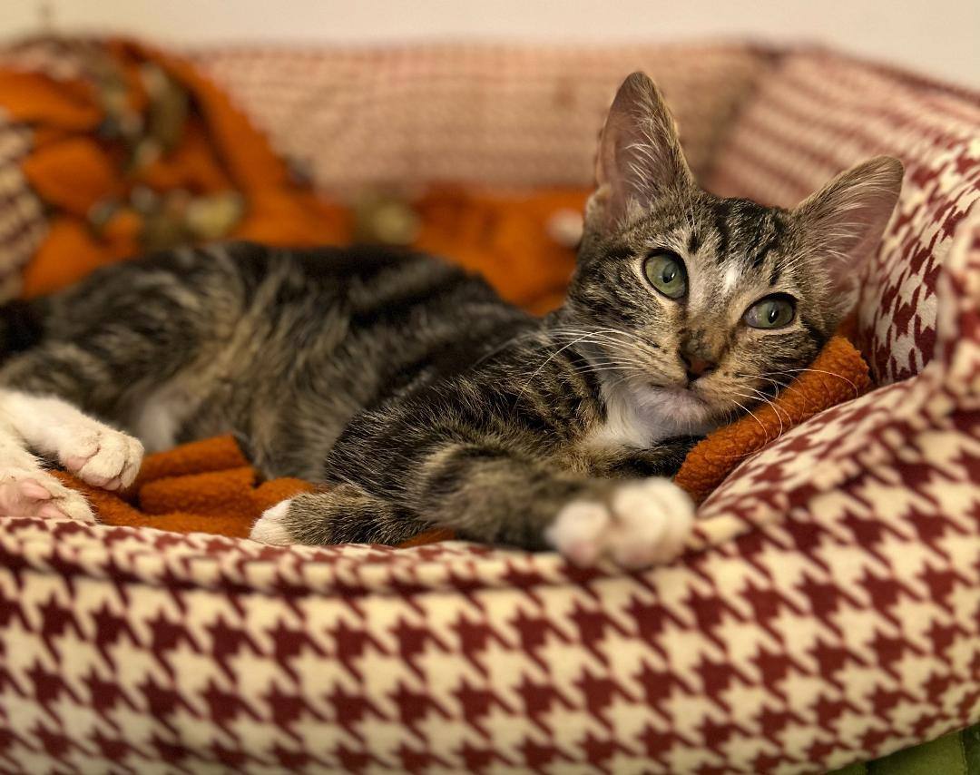 Sabrina, a Adoptable Domestic Short Hair in Sayreville, NJ image 3/4