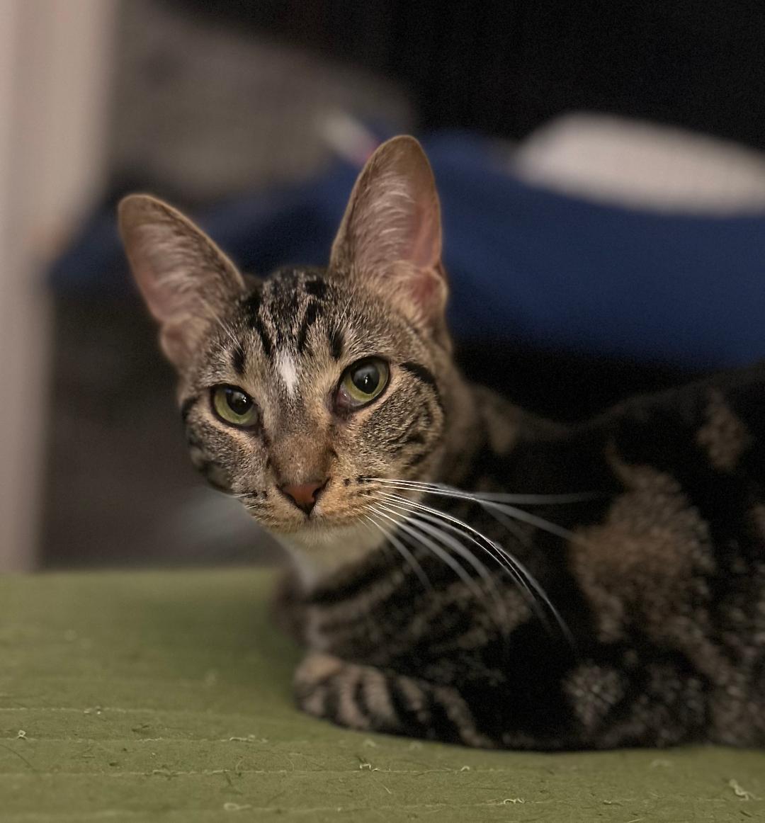 Sabrina, a Adoptable Domestic Short Hair in Sayreville, NJ image 1/4