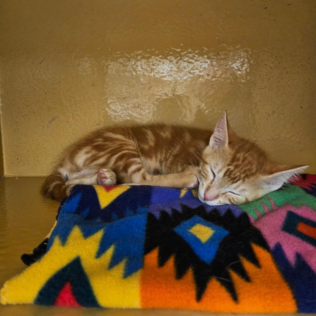 Charlie, Adoptable, Kitten Male Domestic Short Hair.
