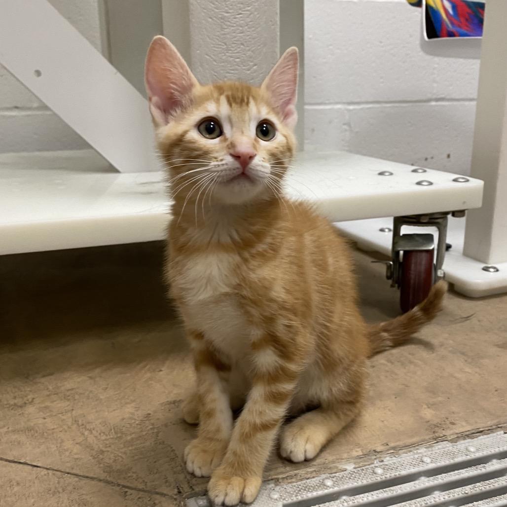 Charlie, a Adoptable Domestic Short Hair in Spokane, WA image 2/5
