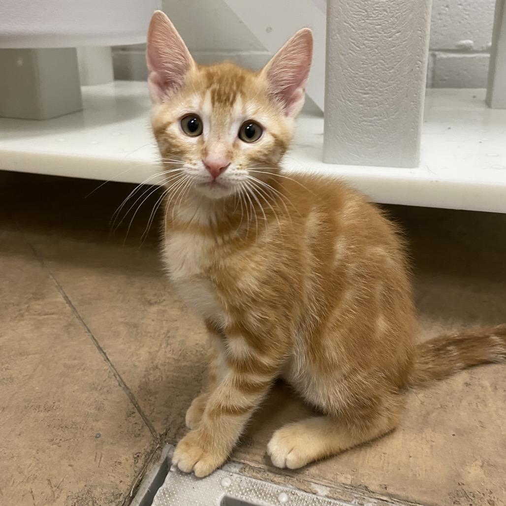 Charlie, a Adoptable Domestic Short Hair in Spokane, WA image 3/5