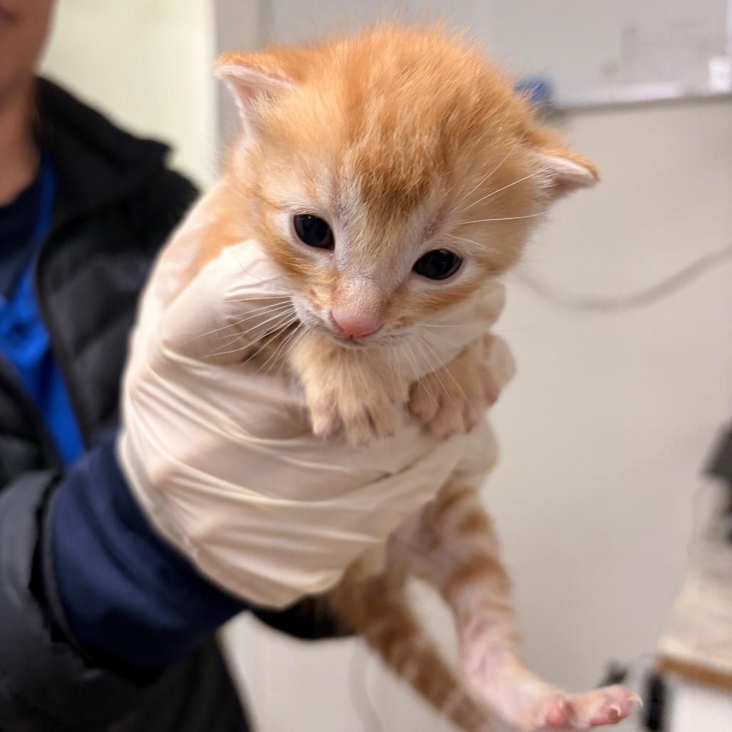 Charlie, a Adoptable Domestic Short Hair in Spokane, WA image 4/5