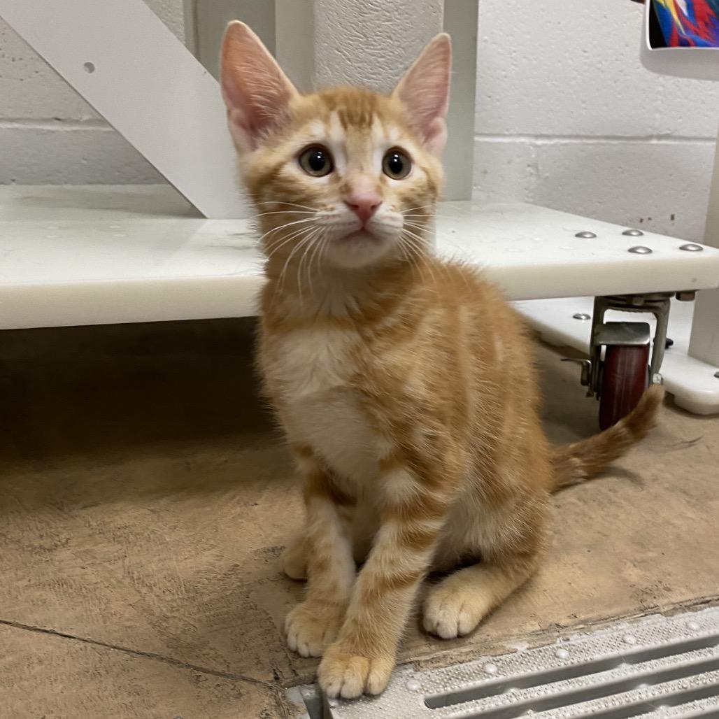 Charlie, a Adoptable Domestic Short Hair in Spokane, WA image 5/5