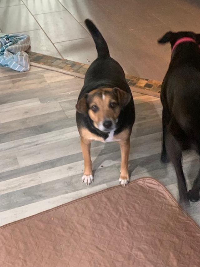 Enlarge Polly, a Adoptable mixed breed in Union Beach, NJ image 1/2