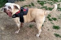 Enlarge Roadie, a Adoptable Mixed Breed in Claremore, OK image 1/1