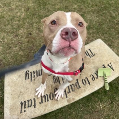 Daisy, a Adoptable mixed breed in Dubuque, IA image 2/3