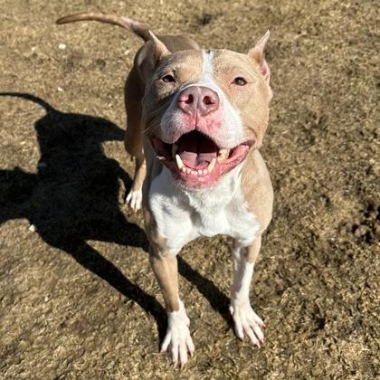 Daisy, a Adoptable mixed breed in Dubuque, IA image 3/3