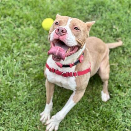 Daisy, a Adoptable mixed breed in Dubuque, IA image 1/3