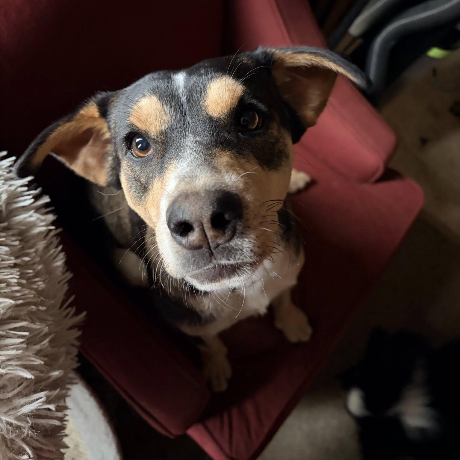 Riona, ADOPTABLE, Adult Female Shepherd.