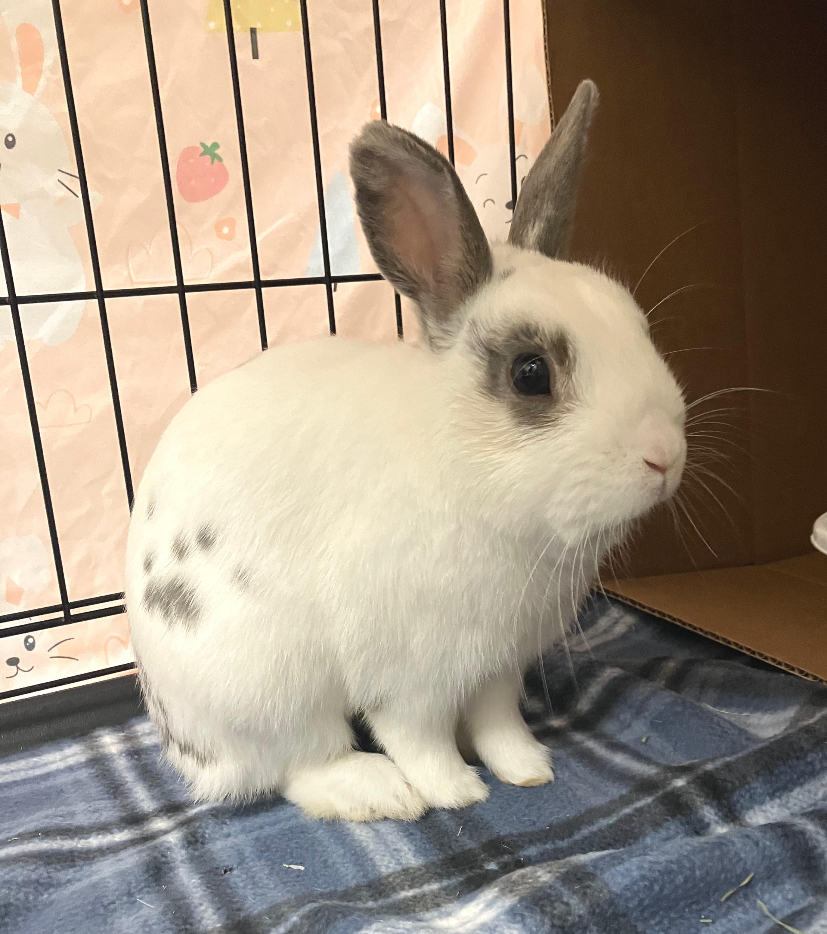 Alvin, an adopted Netherland Dwarf in Oshkosh, WI image 2/5