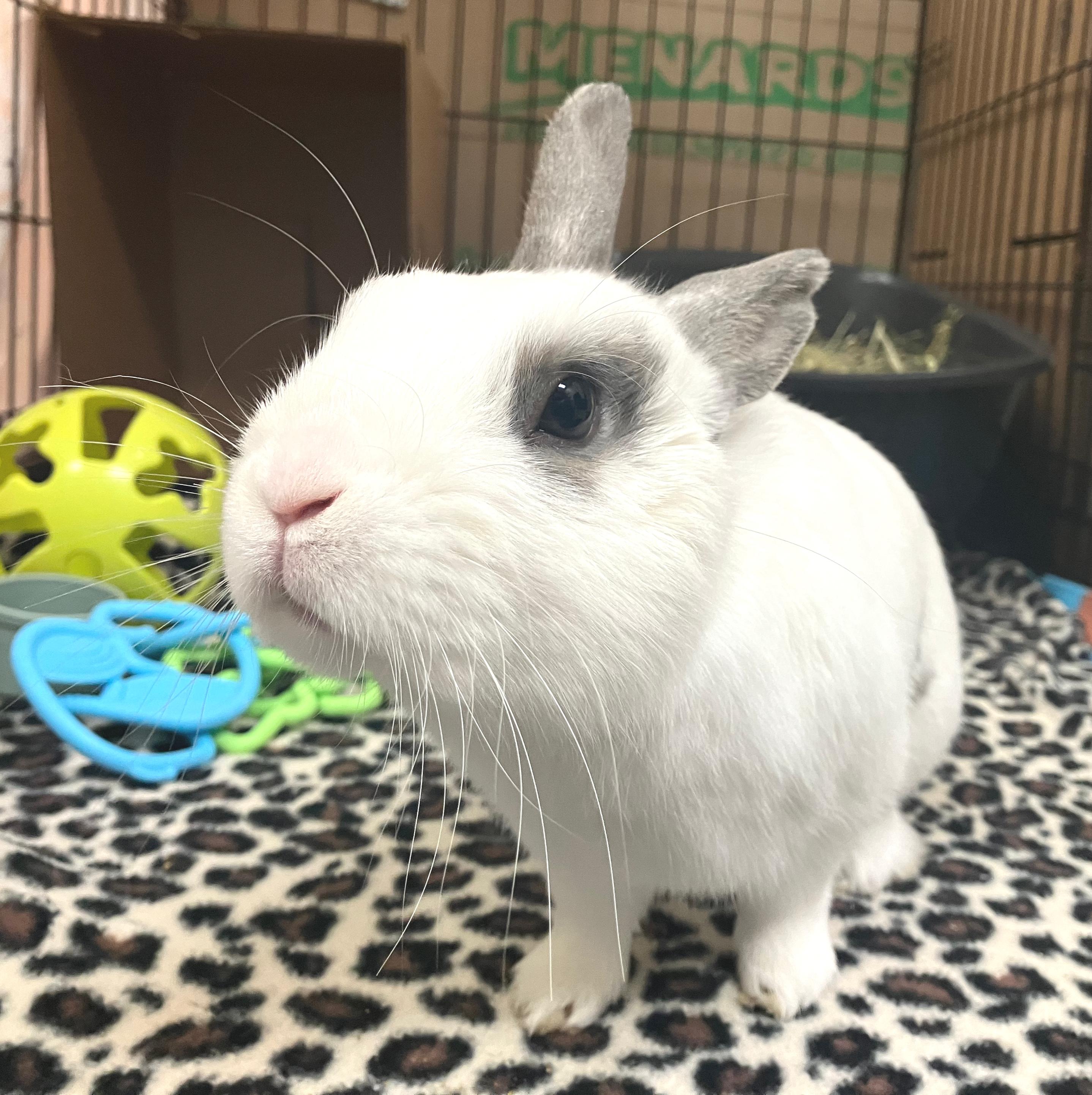 Alvin, an adopted Netherland Dwarf in Oshkosh, WI image 4/5