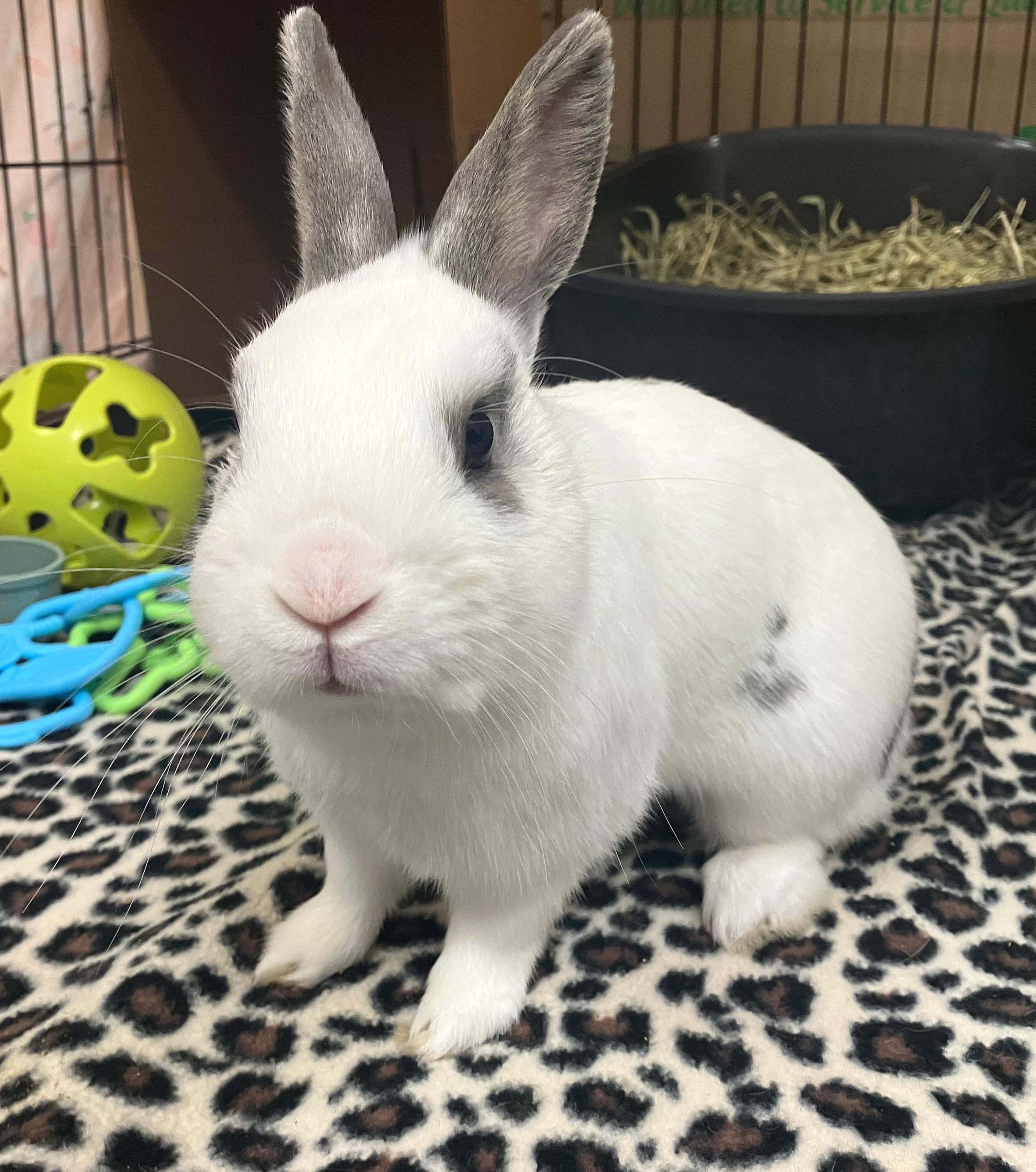 Alvin, an adopted Netherland Dwarf in Oshkosh, WI image 1/5