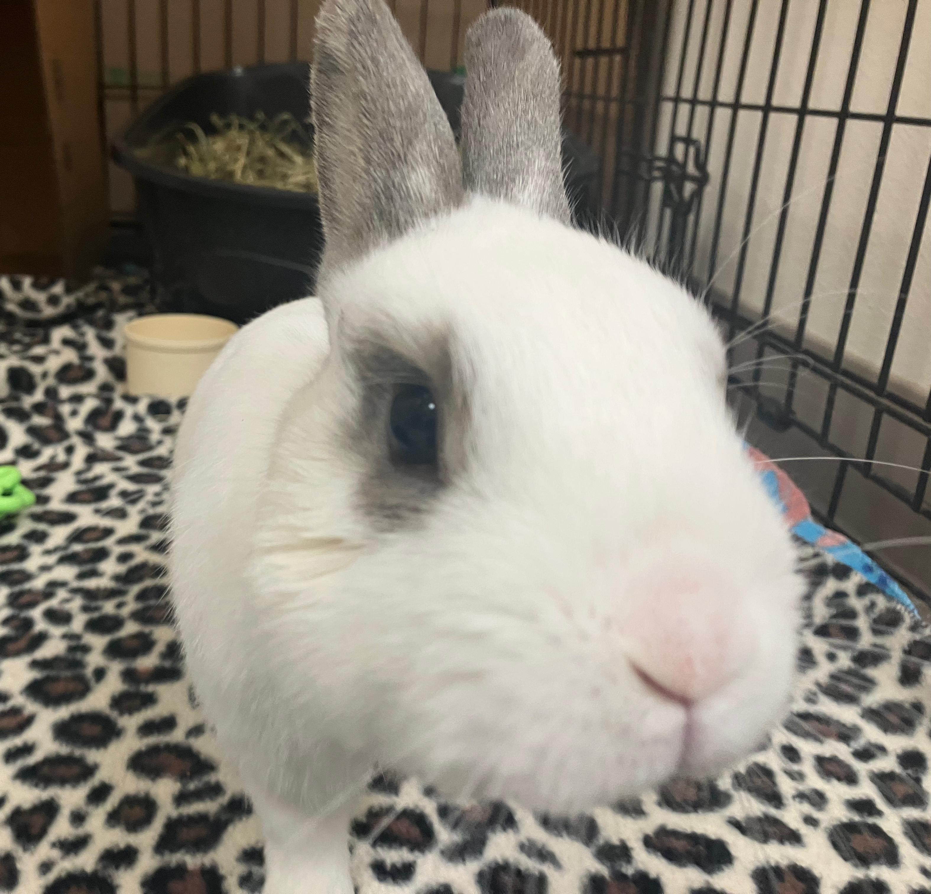 Alvin, an adopted Netherland Dwarf in Oshkosh, WI image 3/5
