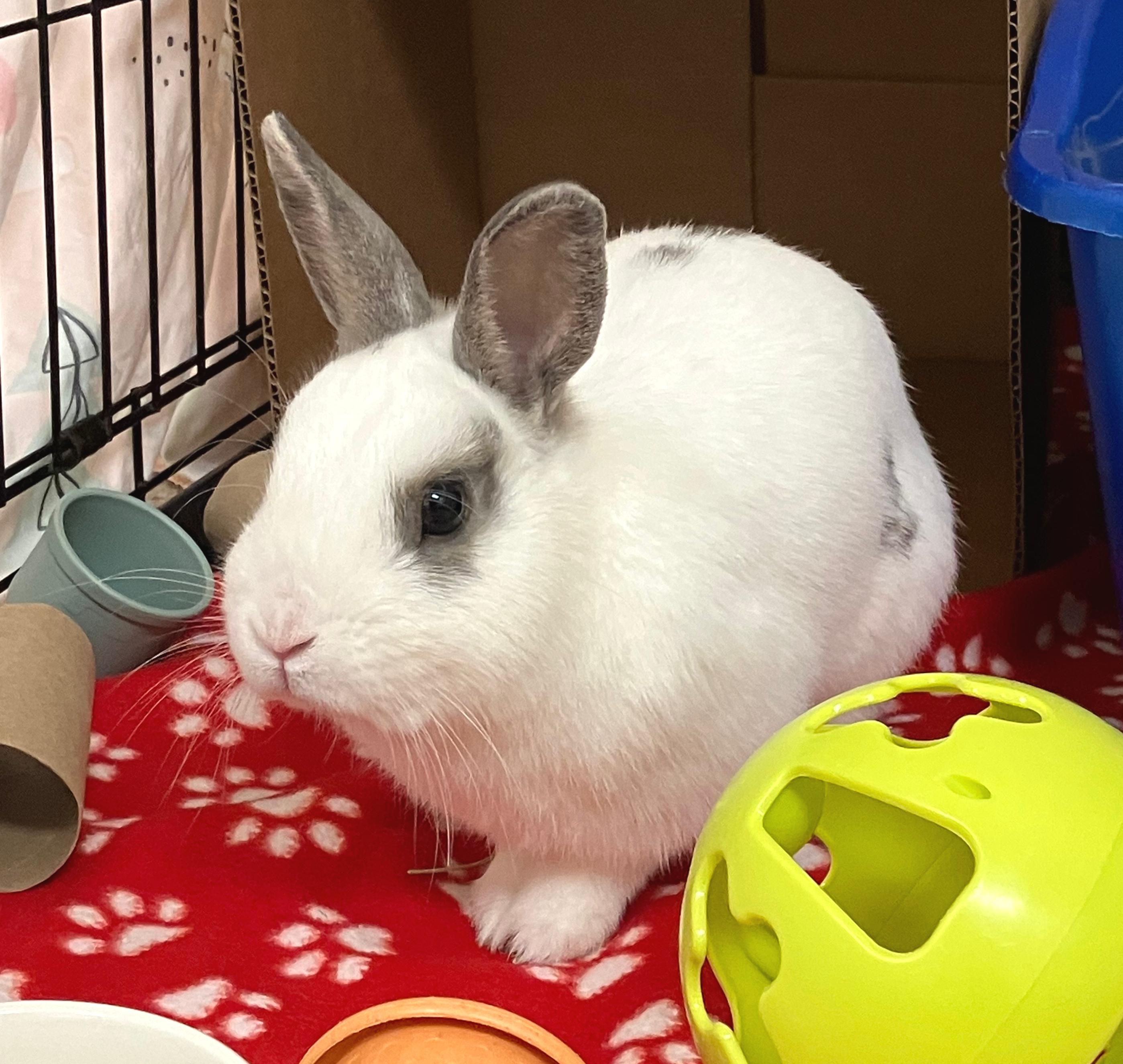 Alvin, an adopted Netherland Dwarf in Oshkosh, WI image 5/5