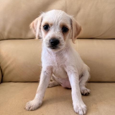 Enlarge Maisie, a Adoptable mixed breed in Torrance, CA image 4/6