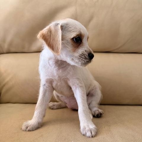 Enlarge Maisie, a Adoptable mixed breed in Torrance, CA image 6/6