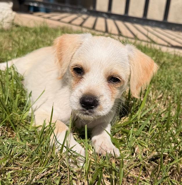 Maisie, Adoptable, Puppy Female Terrier.