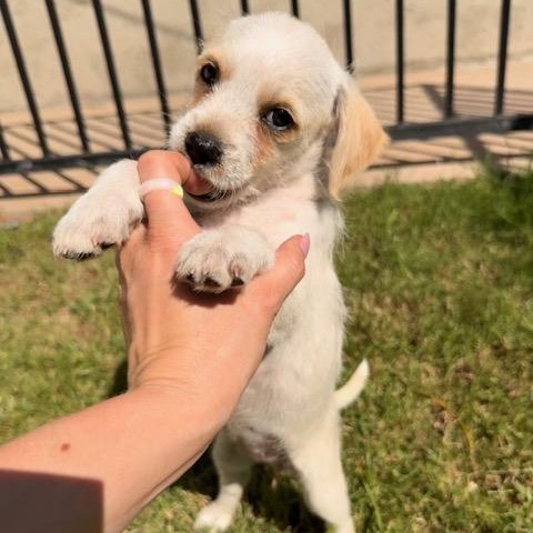 Enlarge Maisie, a Adoptable mixed breed in Torrance, CA image 2/6