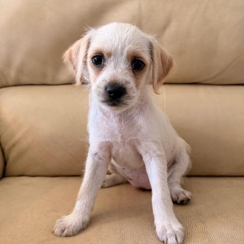 Enlarge Maisie, a Adoptable mixed breed in Torrance, CA image 1/5