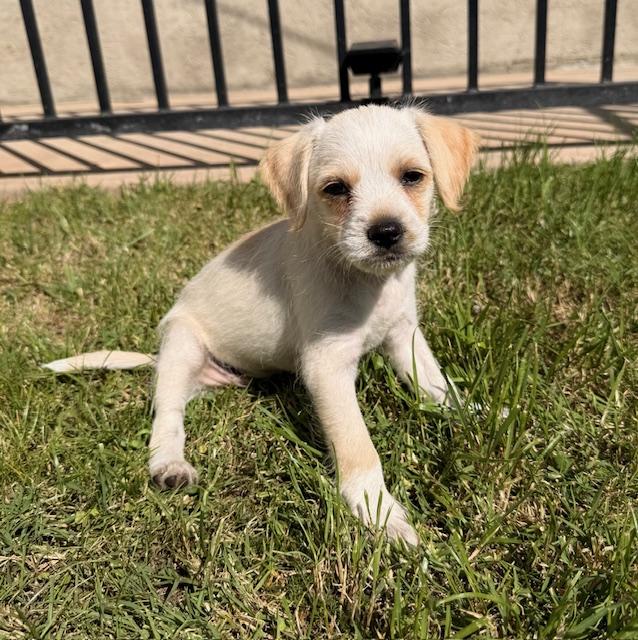 Enlarge Maisie, a Adoptable mixed breed in Torrance, CA image 5/6