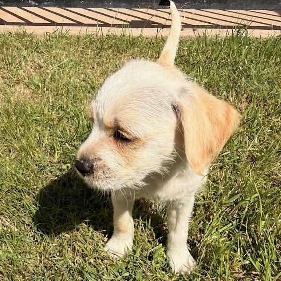 Enlarge Maisie, a Adoptable mixed breed in Torrance, CA image 3/6