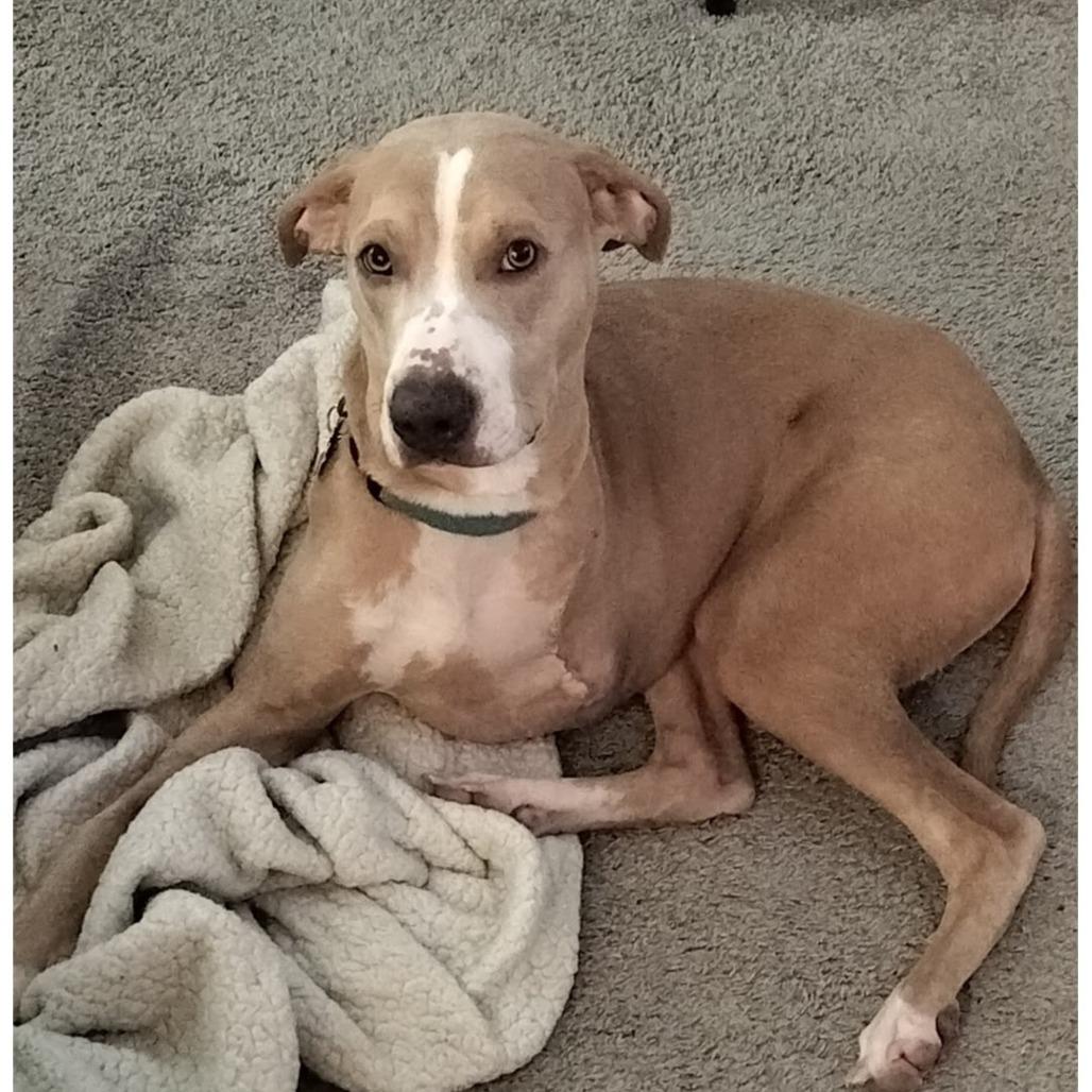 Josiah, Adoptable, Adult Male Labrador Retriever.