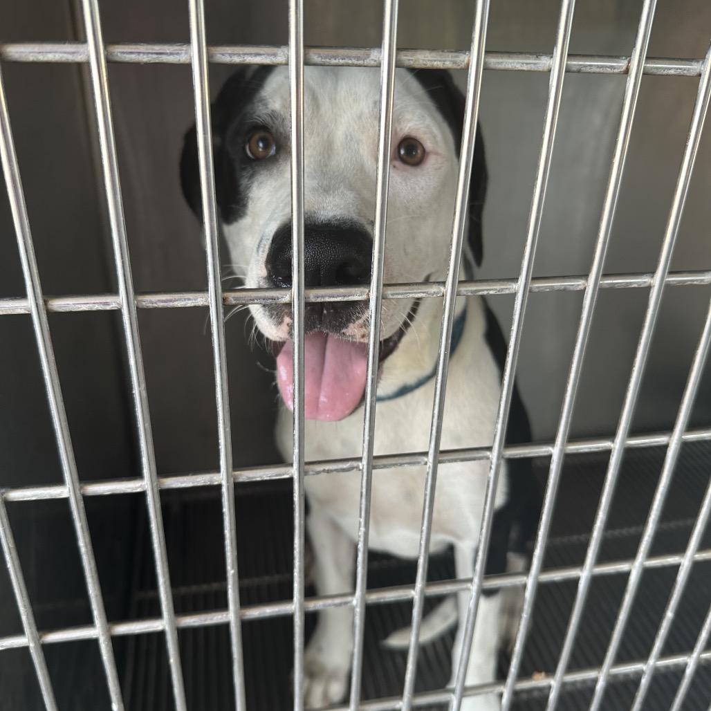 Kakuna, Adoptable, Young Male Mixed Breed.