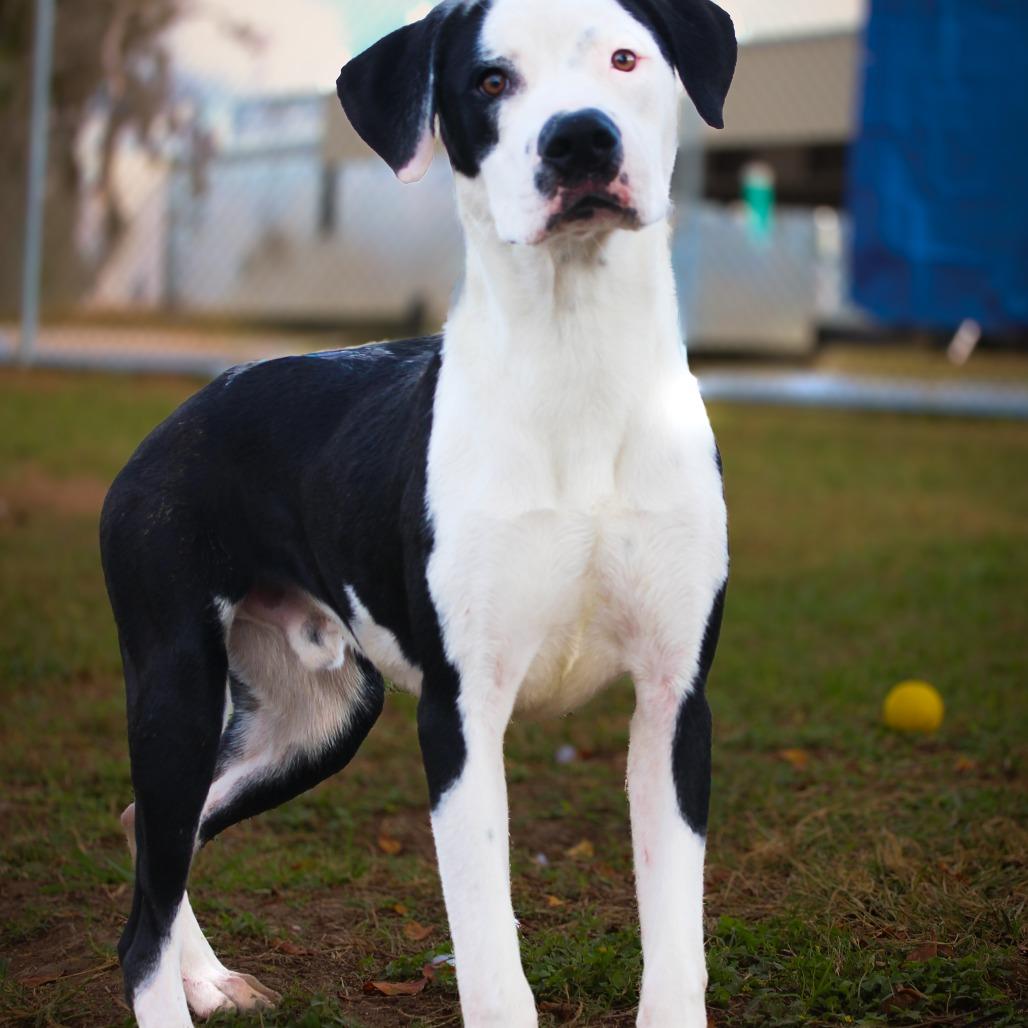 Enlarge Kakuna, a Adoptable Mixed Breed in Lake Jackson, TX image 2/4