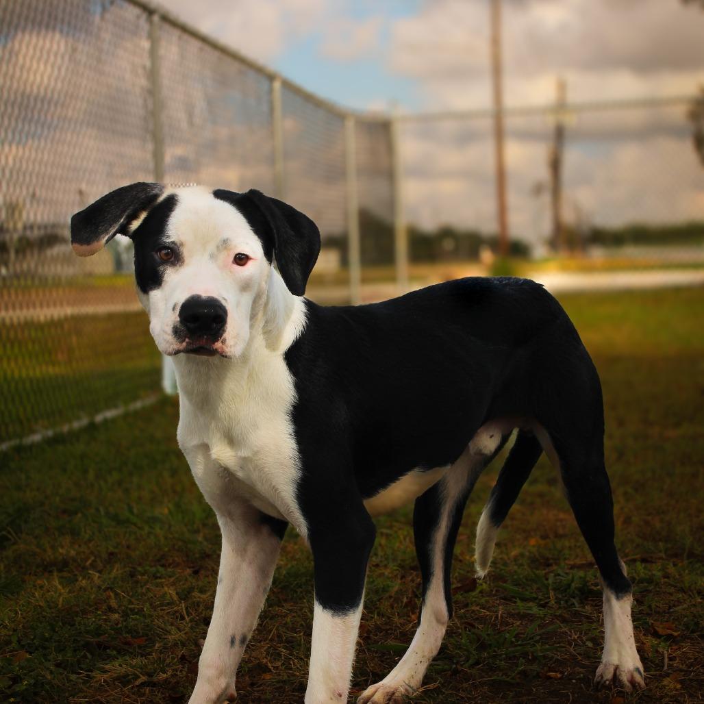 Enlarge Kakuna, a Adoptable Mixed Breed in Lake Jackson, TX image 3/4