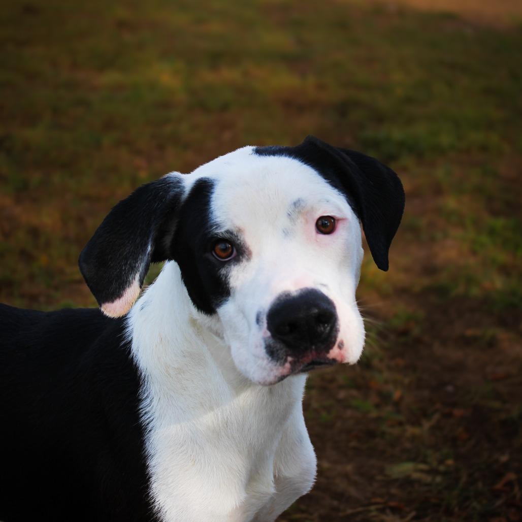 Enlarge Kakuna, a Adoptable Mixed Breed in Lake Jackson, TX image 4/4
