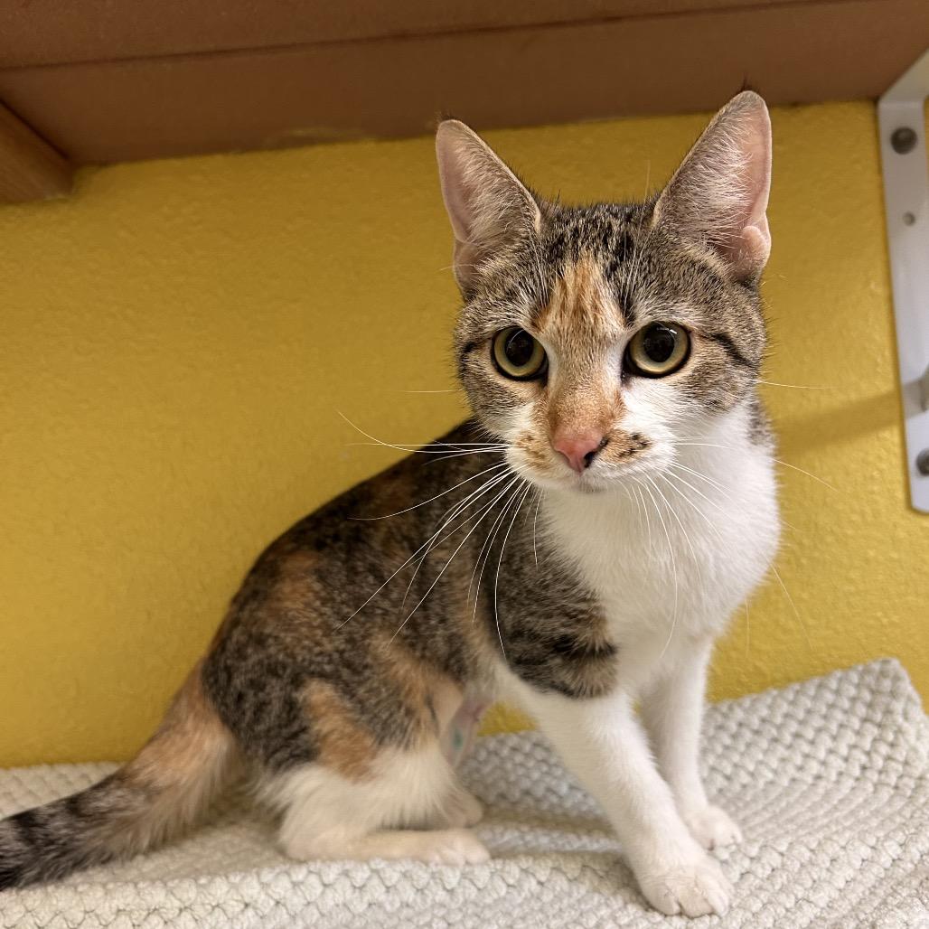 Dallas, a Adoptable Domestic Short Hair in Fresno, CA image 1/2