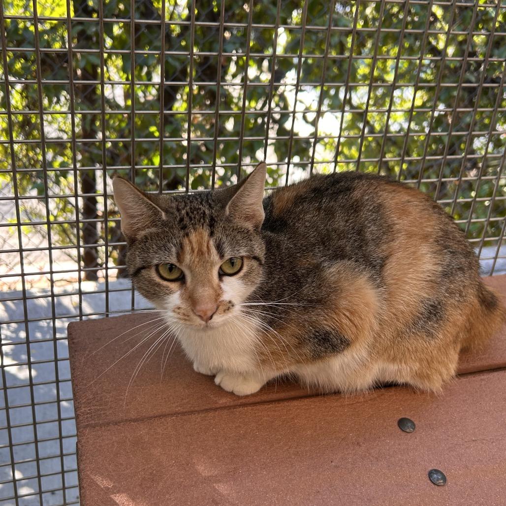 Dallas, a Adoptable Domestic Short Hair in Fresno, CA image 2/2