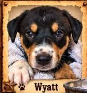 Wyatt Earp, Adoptable, Puppy Male Mixed Breed.