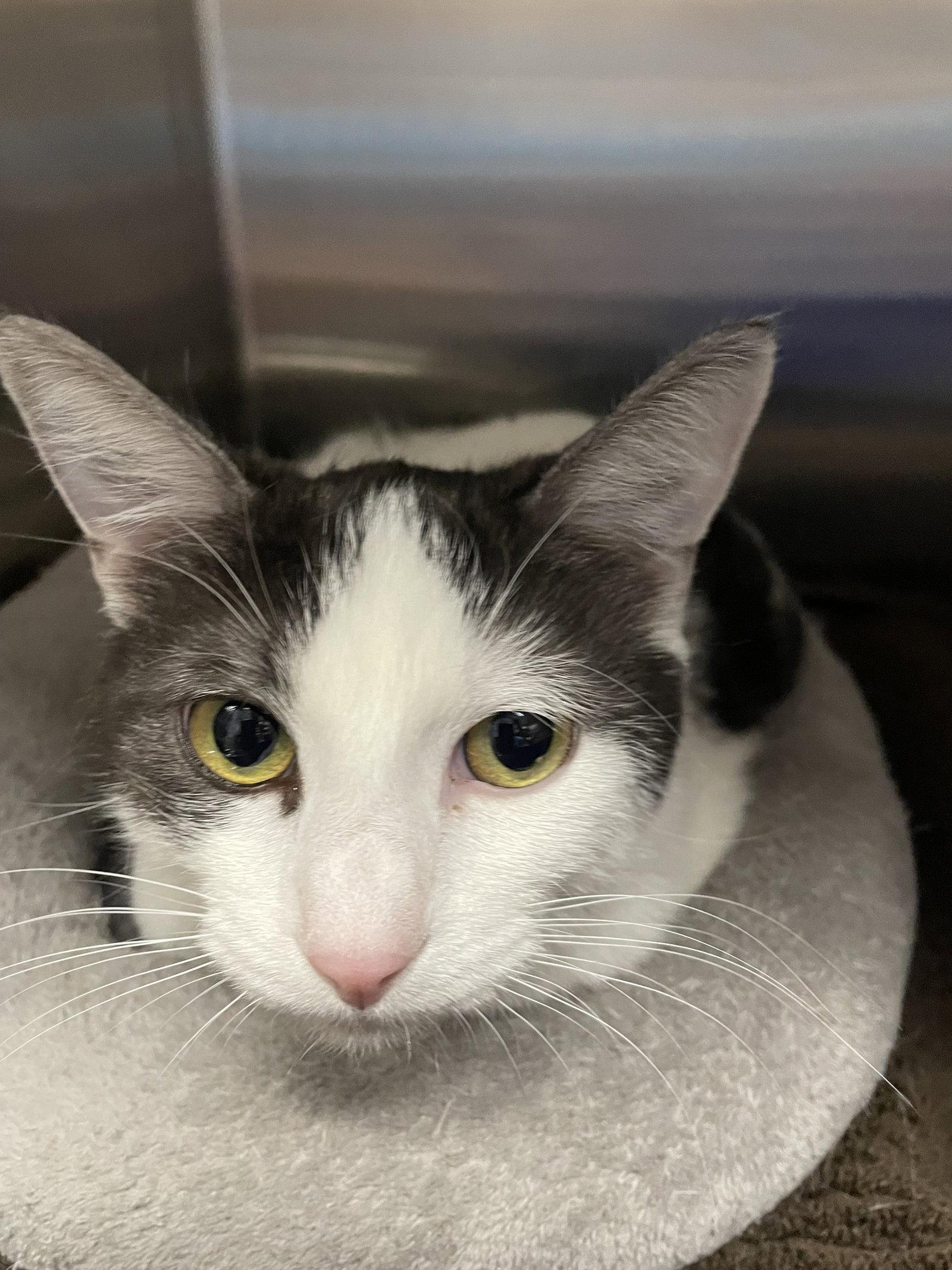 Della (PS), Adoptable, Adult Female Domestic Short Hair.