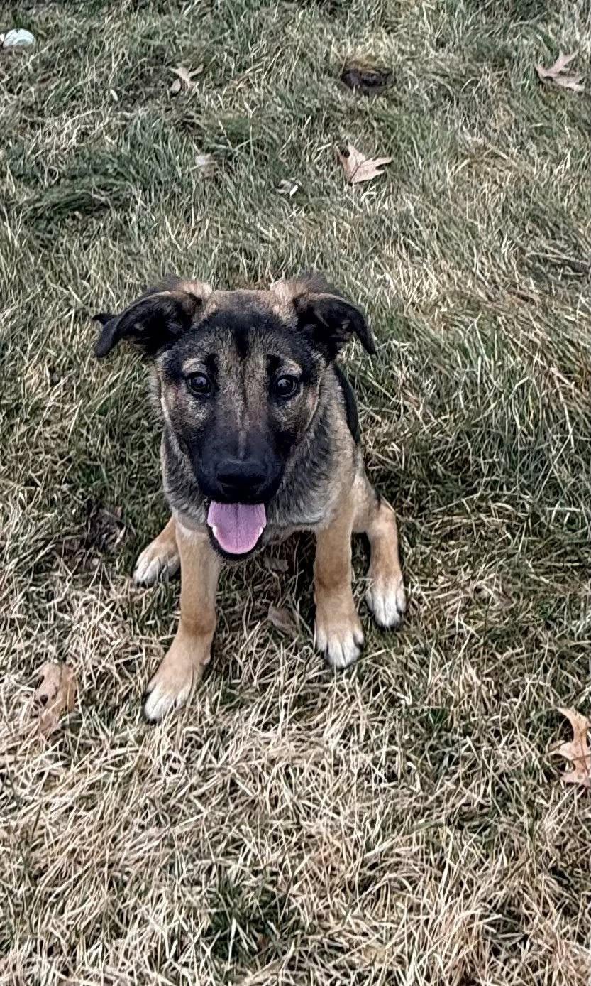Asher, Adoptable, Puppy Male German Shepherd Dog.