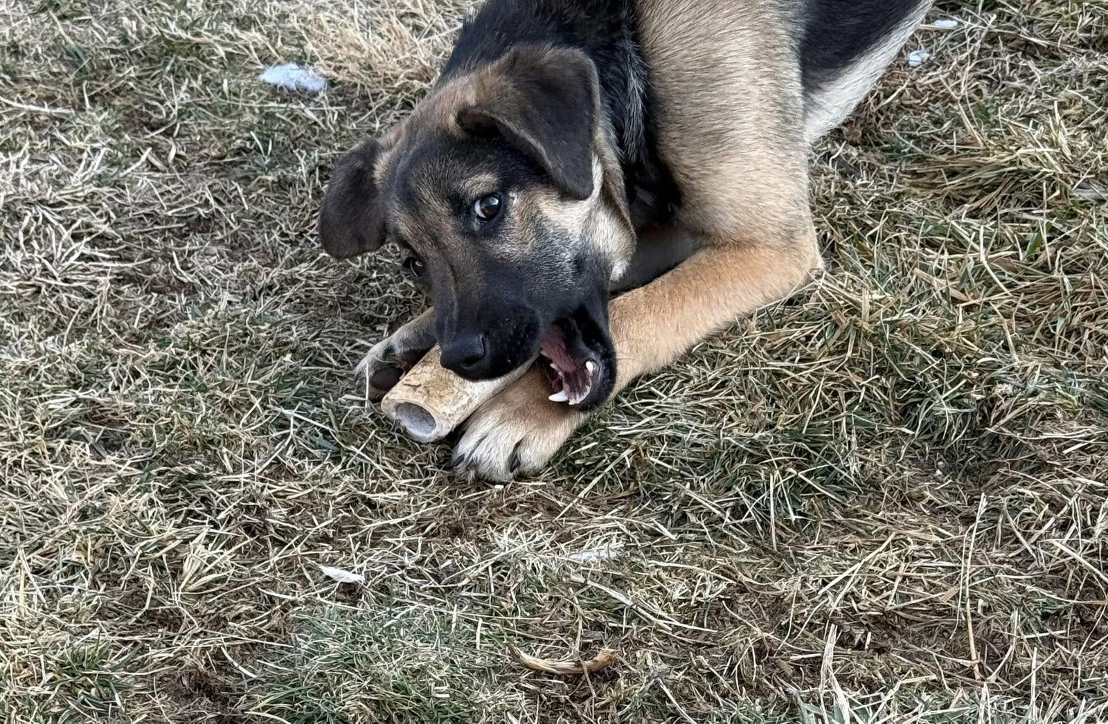Enlarge Asher, a Adoptable German Shepherd Dog in Glenmoore, PA image 2/3