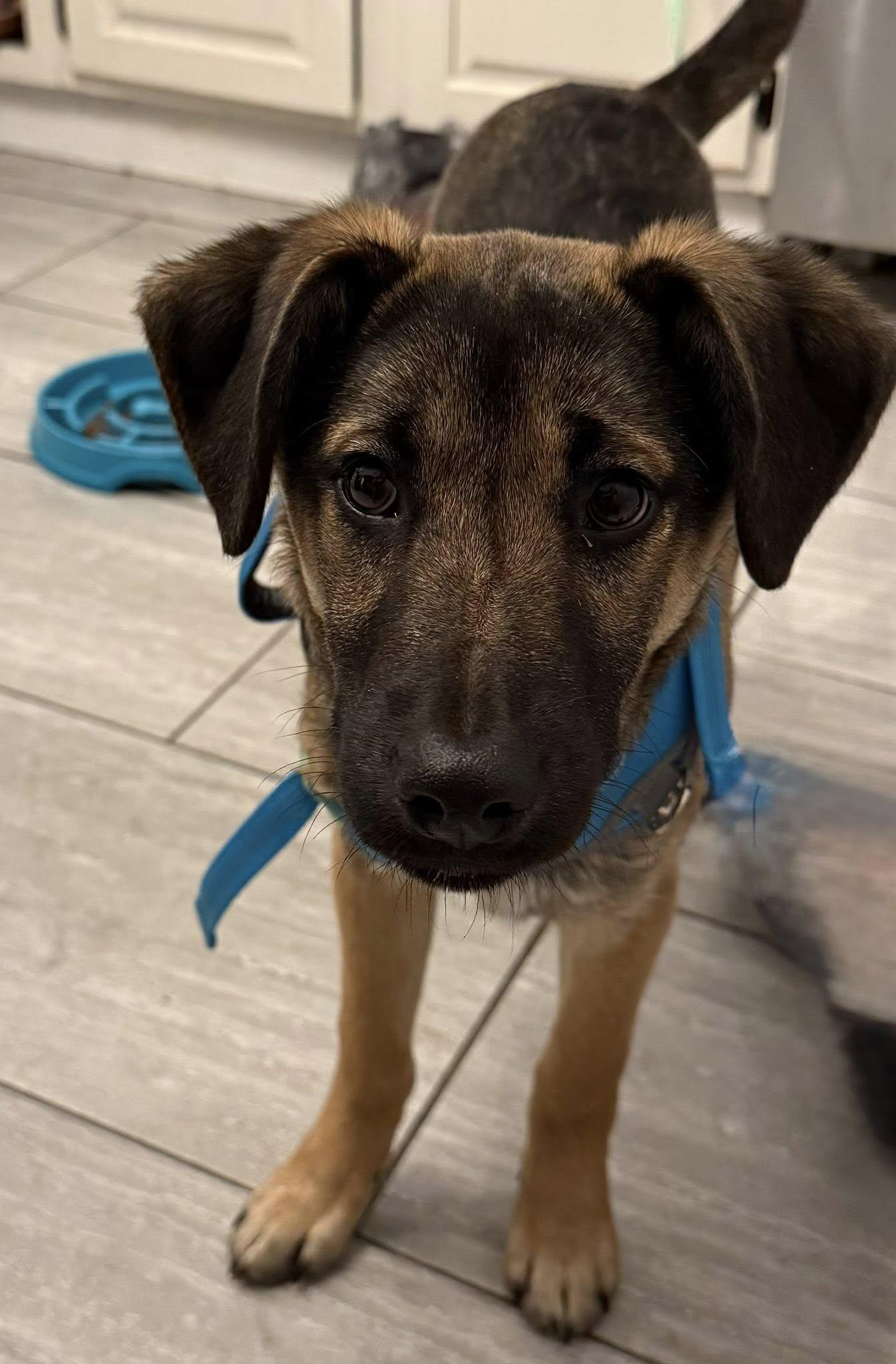 Enlarge Asher, a Adoptable German Shepherd Dog in Glenmoore, PA image 3/3