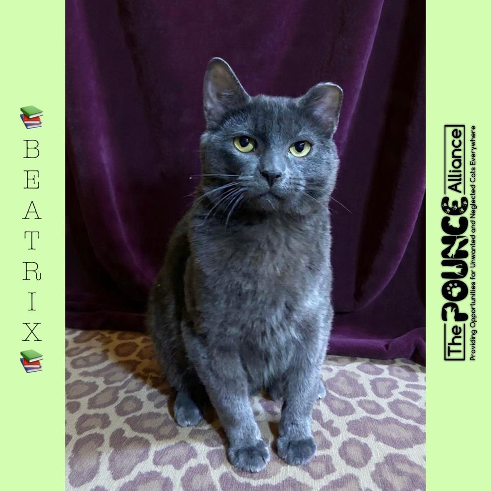 Beatrix, Adoptable, Adult Female Domestic Short Hair.