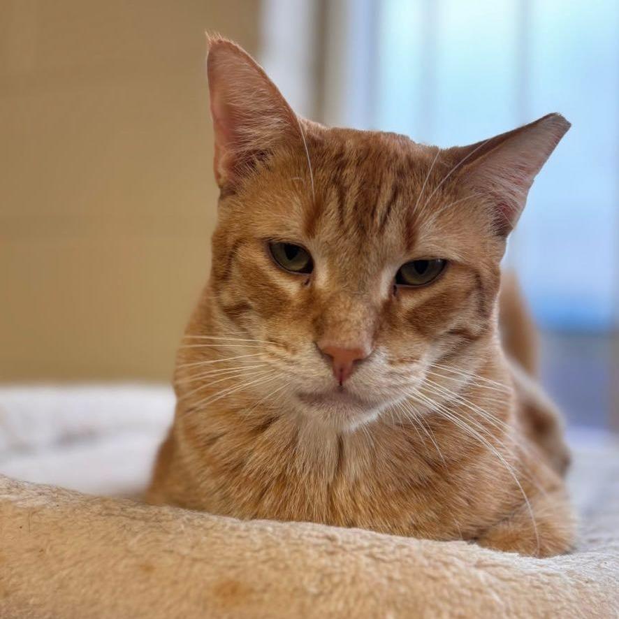 OJ, Adoptable, Adult Male Domestic Short Hair.