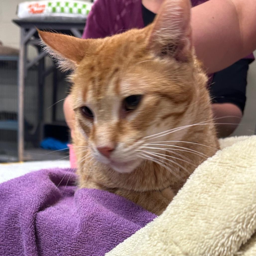 Enlarge OJ, a Adoptable Domestic Short Hair in Midland, TX image 2/2