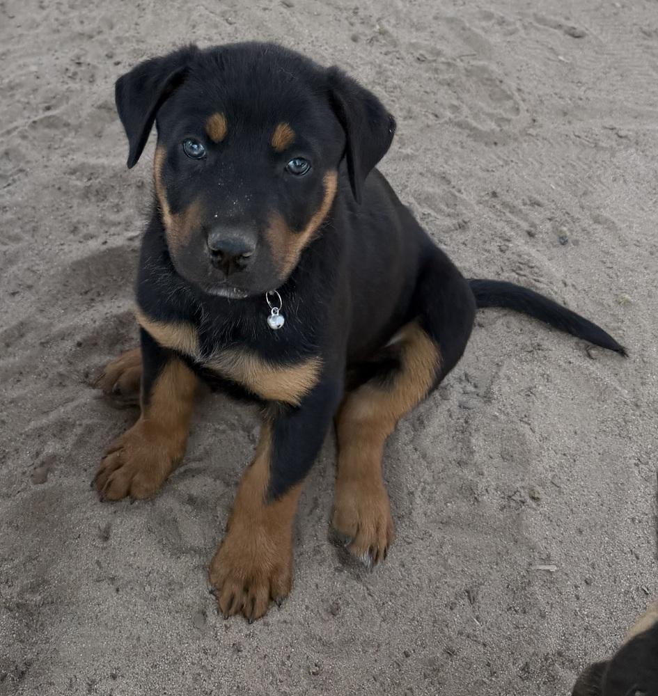 Thor, Adoptable, Puppy Male Rottweiler & Shepherd.