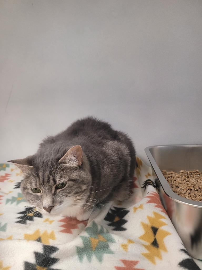Luna, Adoptable, Senior Female Domestic Short Hair.