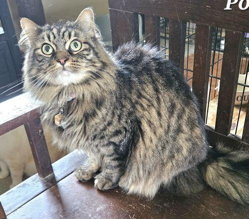 Enlarge Pookie, a Adoptable mixed breed in Bethlehem, PA image 1/3