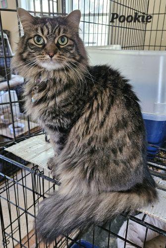 Enlarge Pookie, a Adoptable mixed breed in Bethlehem, PA image 2/3