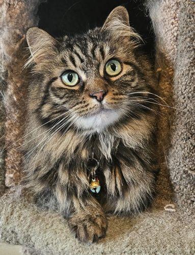 Enlarge Pookie, a Adoptable mixed breed in Bethlehem, PA image 3/3