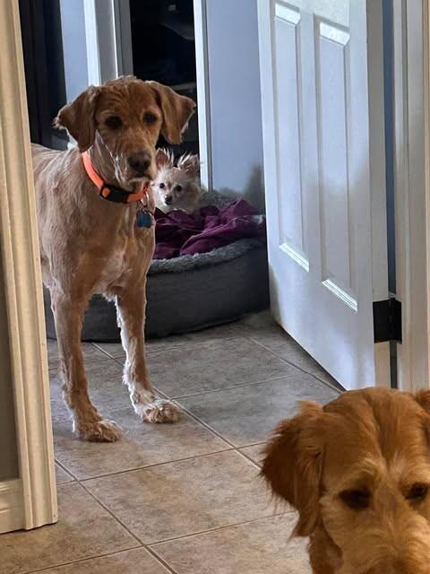 Tyra, Adoptable, Adult Female Mixed Breed.