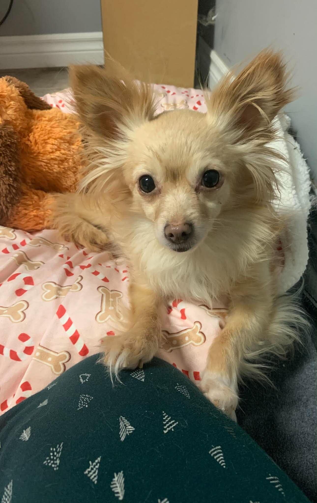 Enlarge Tyra, a Adoptable Mixed Breed in Athens, ON image 6/6