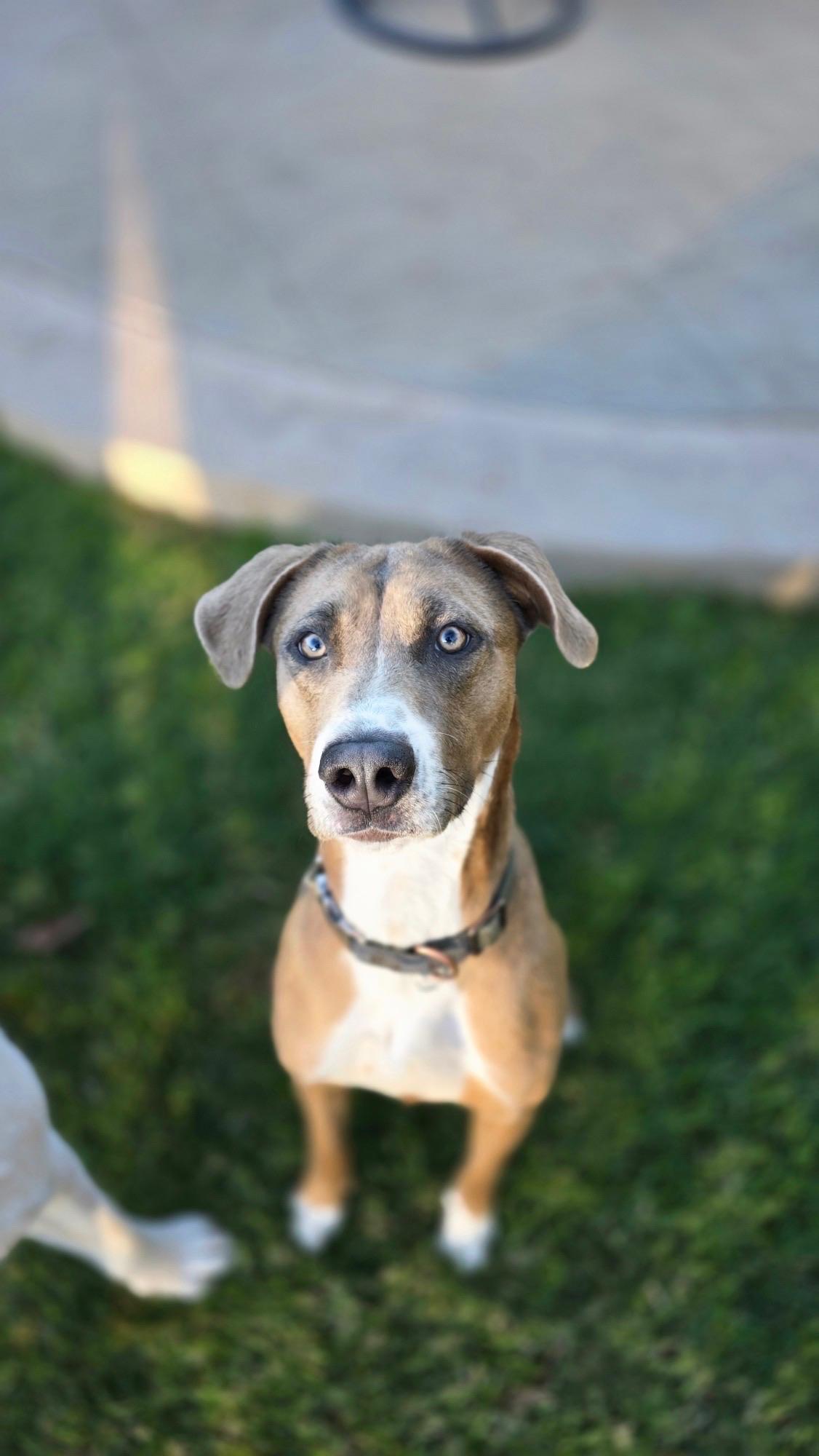 Enlarge Bennie , a Adoptable mixed breed in Corona , CA image 6/6