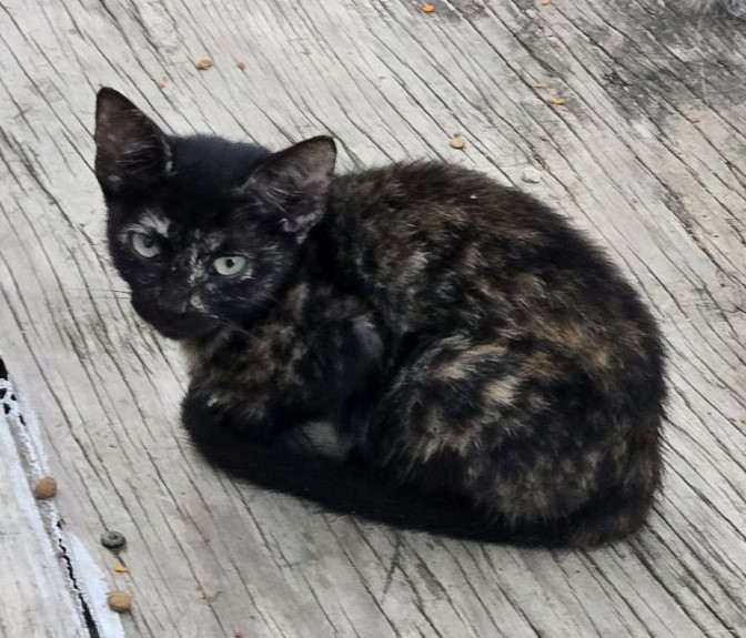 Enlarge Sheridy Kalak's Tortoise Shell Kitty, a Adopted Domestic Short Hair in Seguin, TX image 1/1