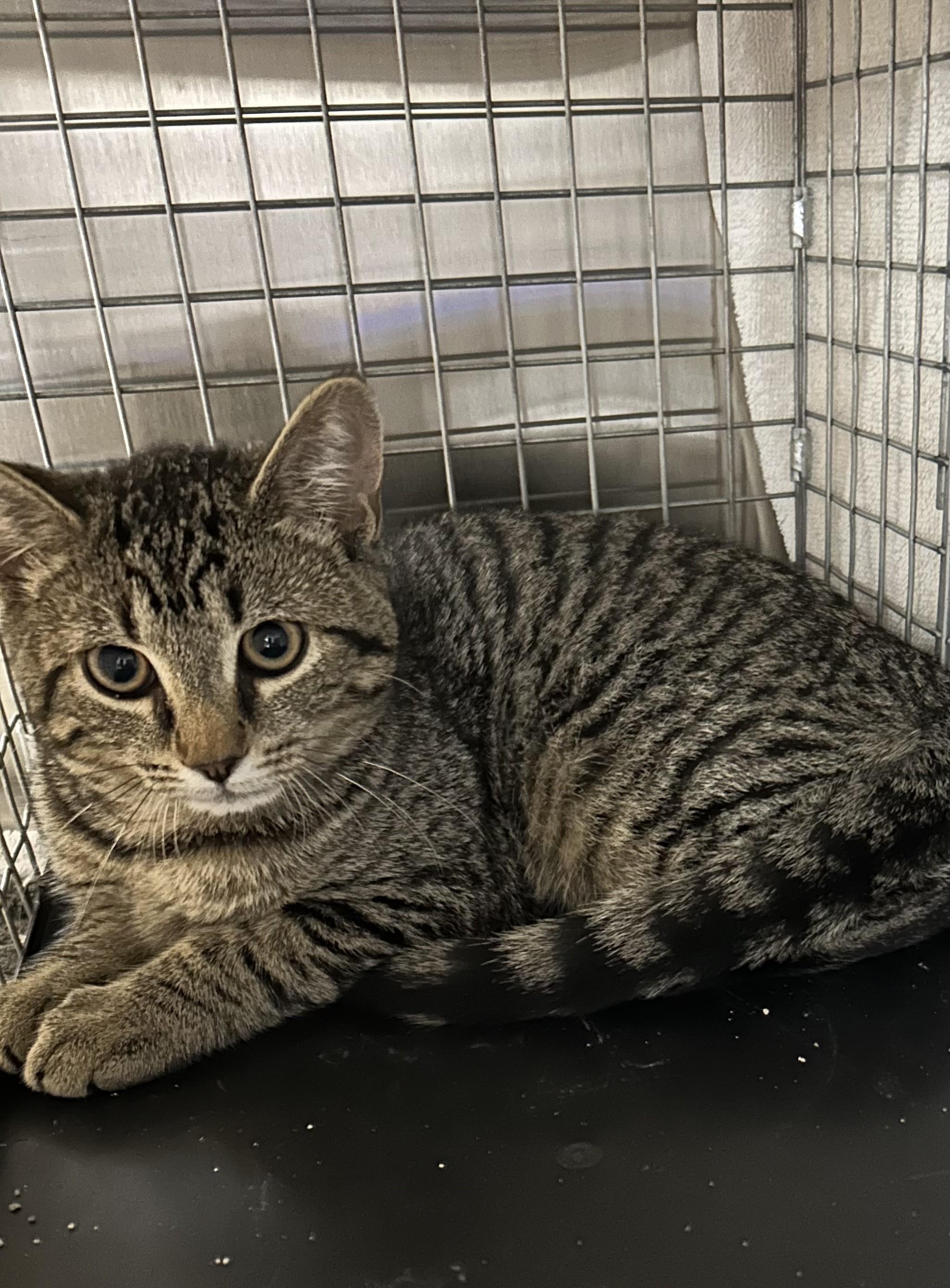 Suki, adopted, Young Female Domestic Short Hair.